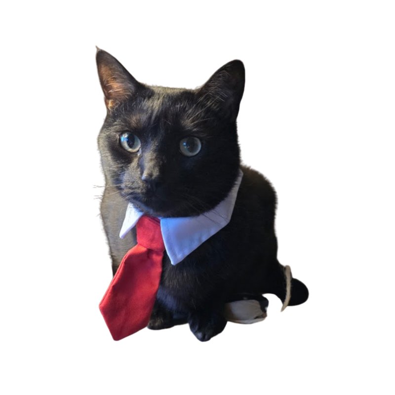 Buddy, CVO of Life Leveled Up